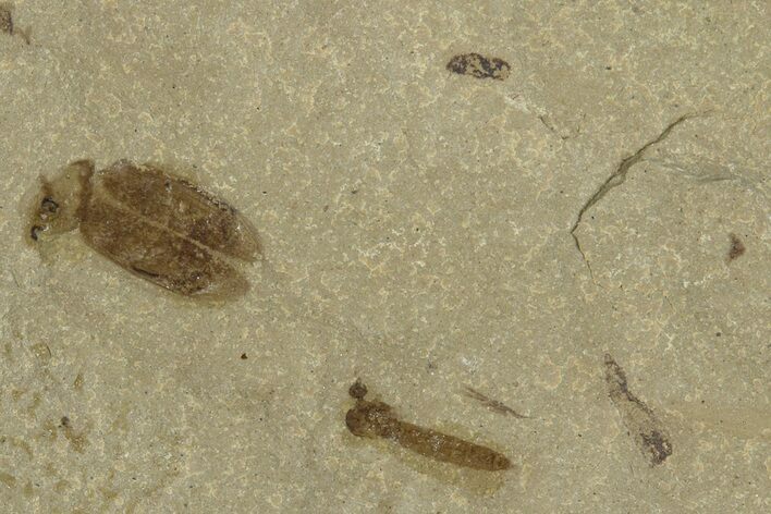 Fossil Insect (Crane Fly and Beetle) Plate - Utah #368767